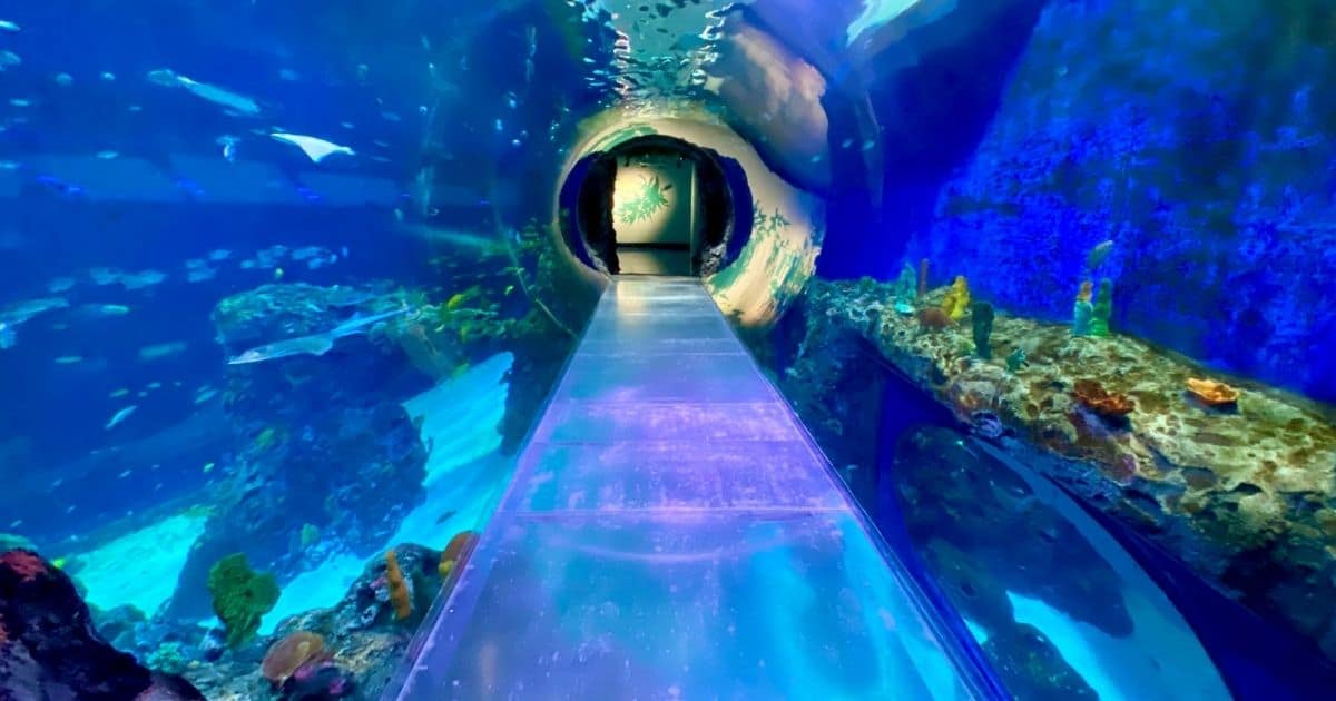 Mississippi Aquarium Pinhas Properties